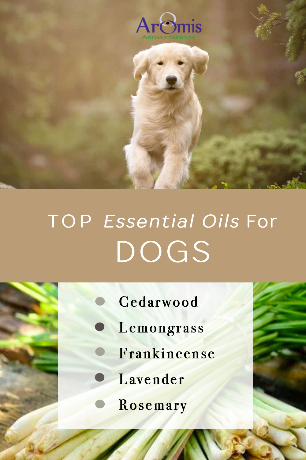 Is Lavender Essential Oil Safe for Dogs 