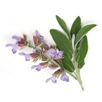 clary-sage-essential-oil-a4232-800x800.jpg