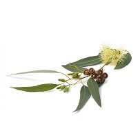eucalyptus-globulus-essential-oil-a4251-800x800.jpg