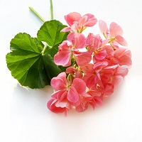 geranium-essential-oil-a4243-800x800.jpg