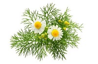 german-chamomile-400x263.jpg