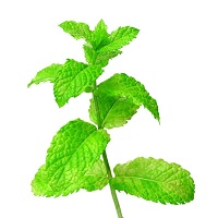 peppermint-essential-oil-a4283-800x800.jpg