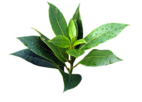 tea-tree.png